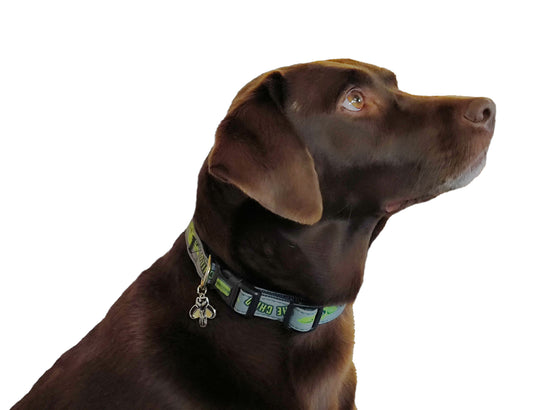 Star Wars The Mandalorian Hunde Halsband